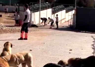 Konya'da köpek katliamı! Kürekle vurularak öldürüldü