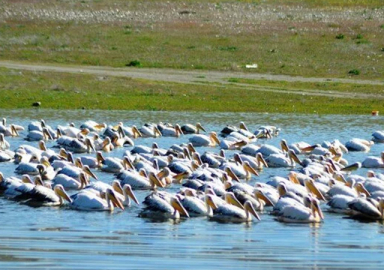 Frig Vadisi pelikanlara ev sahipliği yapıyor