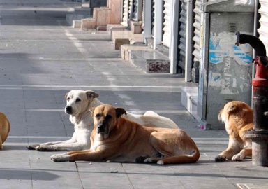 Vali Gül'den talimat geldi! İstanbul'da sokak köpekleri toplanacak!