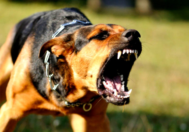 Başıboş sokak köpeği sorunu çözülüyor! 3 bakanlık harekete geçti