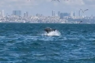 Bilim insanları Marmara Denizi'ndeki gizemli olayı araştırıyor