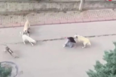 Ankara'da çocuğa sokak köpeği saldırısı!